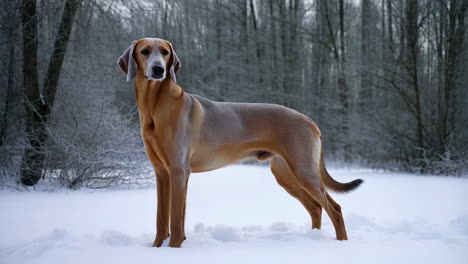 a hound dog standing in the snow in a winter forest