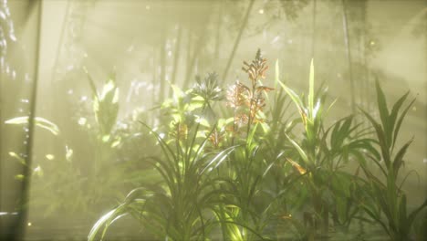 Niebla-Sobre-El-Río-Temprano-En-La-Mañana-En-Un-Día-De-Verano