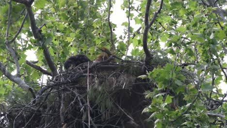 Young-bald-eagle,-eaglet,-pants-from-the-heat-as-it-looks-around-the-area-of-it's-nest