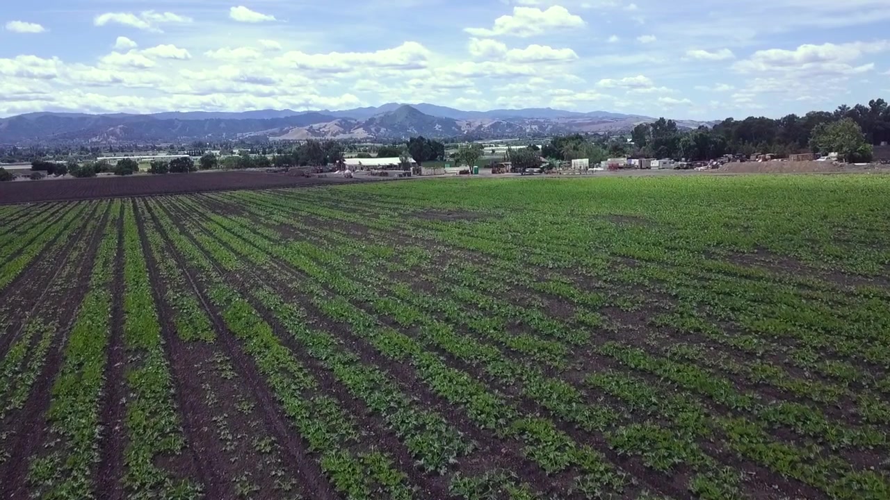 Toma de dron cenital de un nuevo cultivo que comienza con un encuadre bajo y luego se eleva para revelar las hileras plantadas y las colinas con cielos azules nublados de fondo