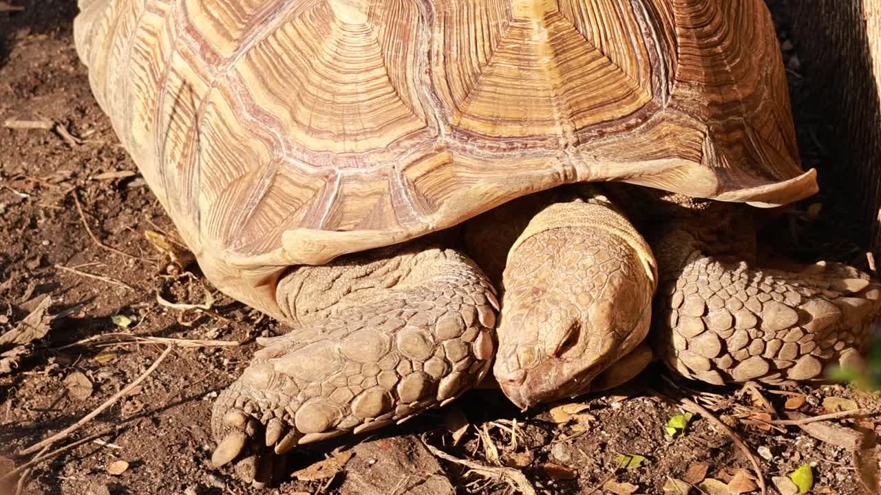 A detailed close-up of a tortoise slowly extending its head and legs from its shell