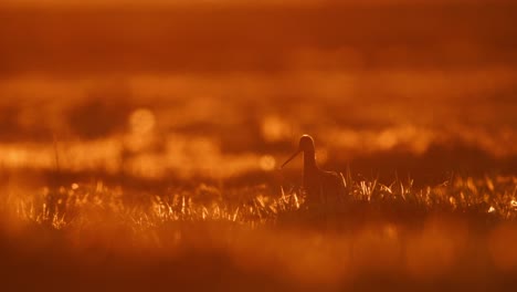black-tailed godwit at sunset