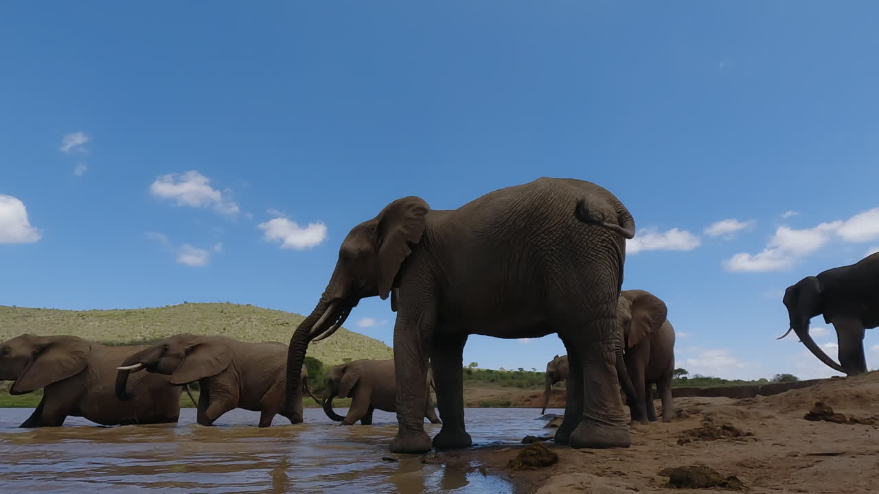 Manada de elefantes-arbusto-africanos caminhando em um bebedouro