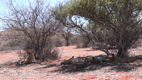 Löwenrudel,-Das-Bei-Extremer-Hitze-In-Der-Trockenen-Kalahari-Im-Schatten-Schläft