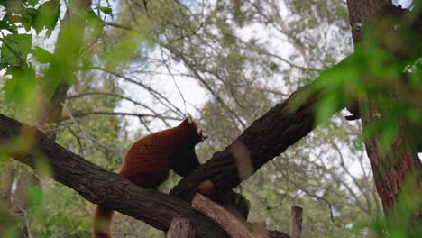 panda rojo en peligro de extinción sentado en el árbol
