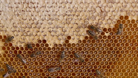 honeycomb with bees