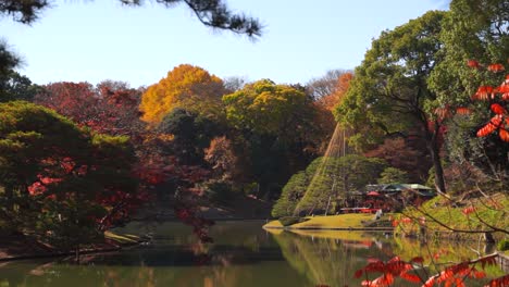 impresionante jardín paisajístico rikugien en tokio durante el otoño colores en cámara lenta