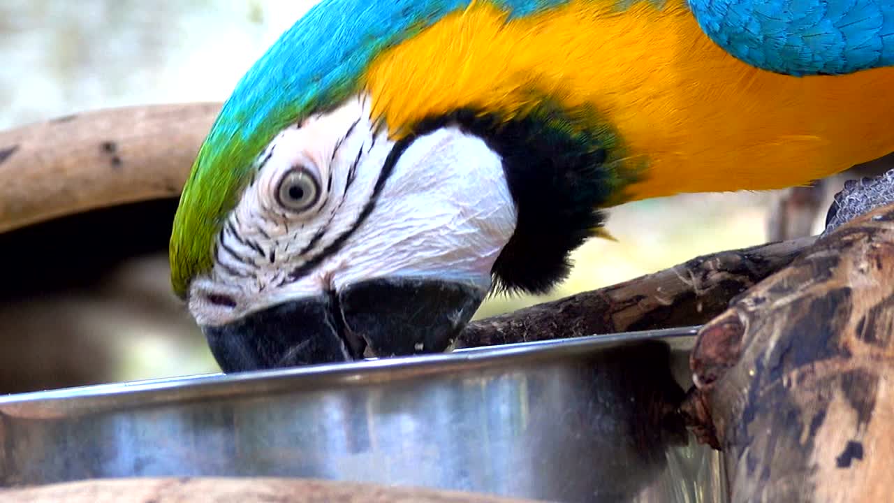 푸른 노란 무새가 아침에 사과를 먹습니다. 그것은 아름다운 색의 무입니다.