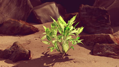 green plant at sand beach