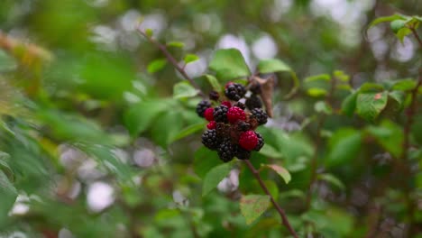 bayas rojas y negras en el árbol, cacerola lenta, revelar