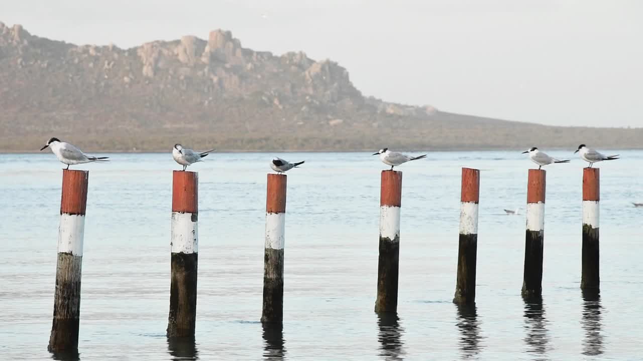 Terns stand on poles in the water on the edge of a Lagoon
