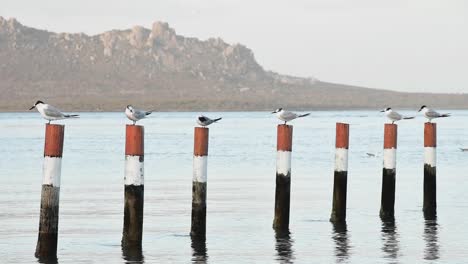 las ternas se paran en postes en el agua en el borde de una laguna