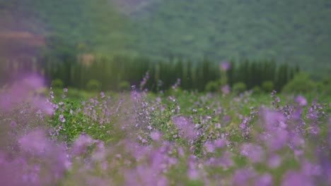 purple and violet flowers are gently moving in the warm summer wind in italy