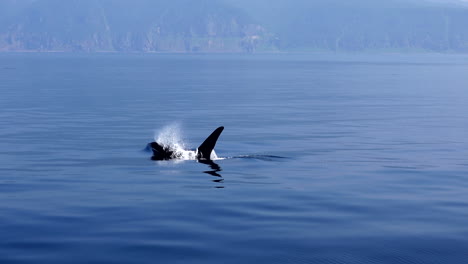 orca surfacing to take breath while shot zooms into capture the dorsal fin disappearing into calm water in the  sea of okhotsk off the coast of shiretoko hokkaido.