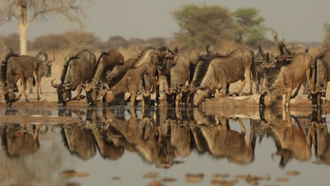 stunning reflection of blue wildebeest drinking in golden light, botswana