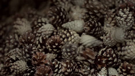 Spruce-cones-fall-into-heap-closeup-after-passing-automated-cleaning-process