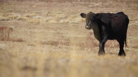 Cow-Walking-in-Open-Colorado-Pasture,-Heifer-Cow-in-Open-Drylands-Heat-Summer