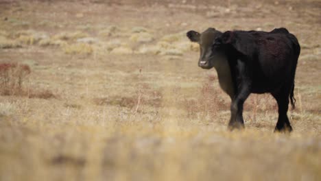 cow walking in open colorado pasture, heifer cow in open drylands heat summer