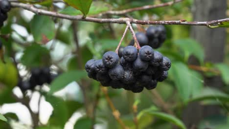 bunch of black chokeberry hang on branches of a tree at daytime