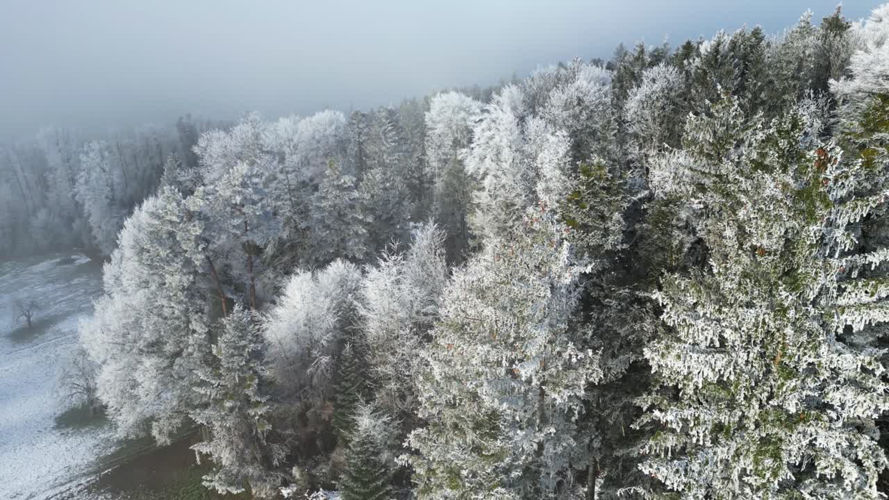 눈과 얼음으로 인 숲 속의 소나무에서 파란색의 트가 있는 안개와 신비로운 하늘까지.