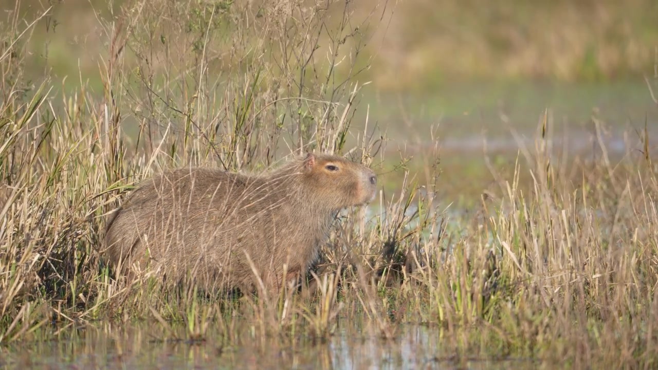 Capybara stands alert among tall marsh grass in shallow wetland water, showing its semiaquatic behavior and natural South American habitat.