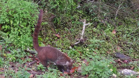 adorable central american coatimundi sniffs ground looking for food