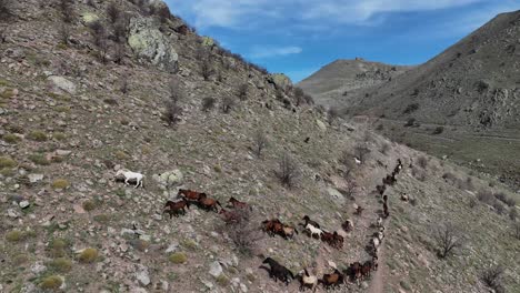 Drone-view-of-yearling-horses-passing-through-crater-mountains