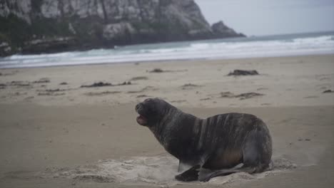 Sea Lion on a Beach