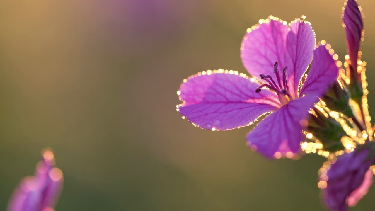 Video ravvicinato di un fiore viola con rugiada, ripreso all'alba.