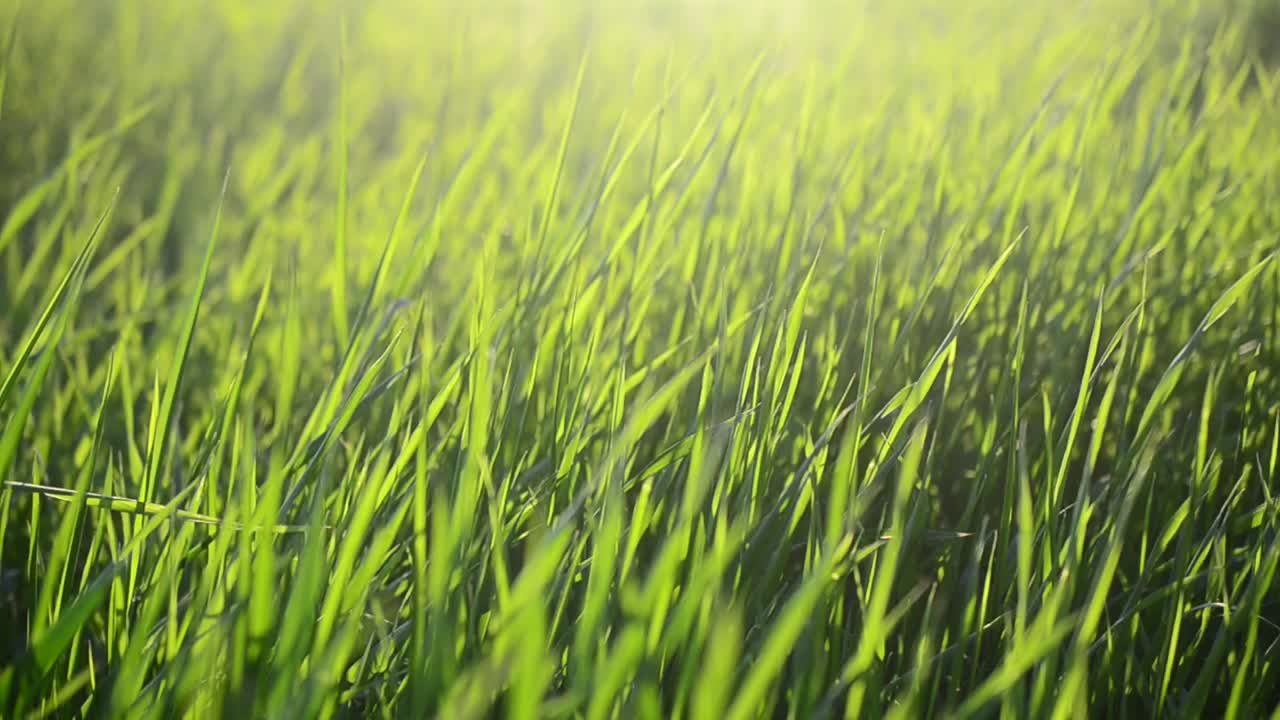 Erba nei raggi del sole al tramonto