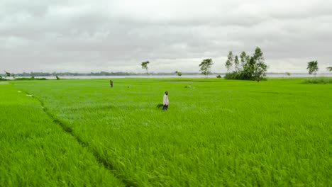 farmer working in beautiful green paddy field cloudy weather