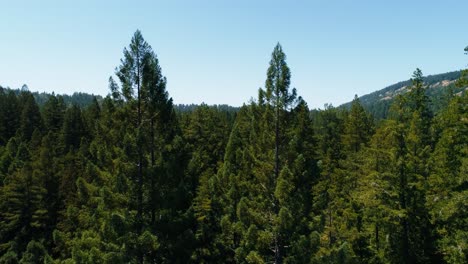 Aerial-drone-shot-rising-up-from-the-redwood-forest-in-Northern-California