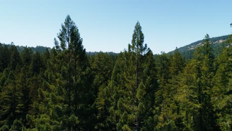 aerial drone shot rising up from the redwood forest in northern california