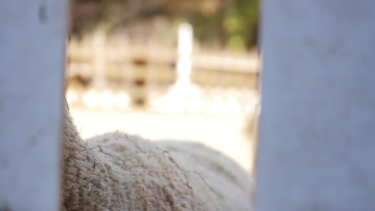 Sheep behind a fence