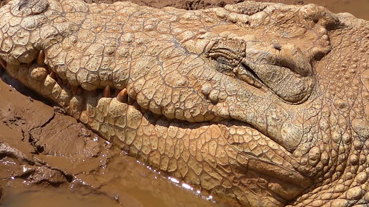 un cocodrilo abre lentamente su ojo en un estanque fangoso en namibia áfrica