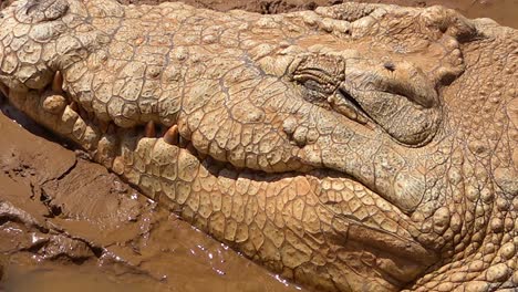 a crocodile slowly opens its eye in a muddy pond in namibia africa