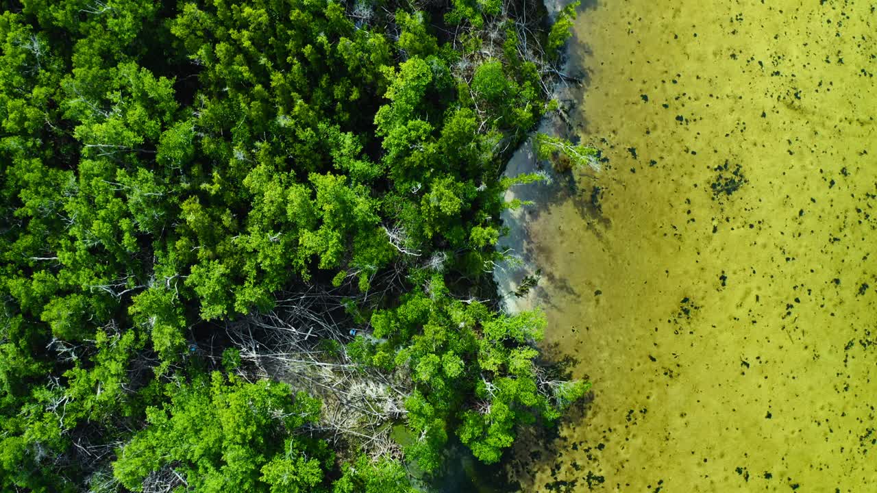 Dense mangrove trees grow along the edge of a coastal tidal mudflat with clear shallow water visible in the transition zone between forest and shore
