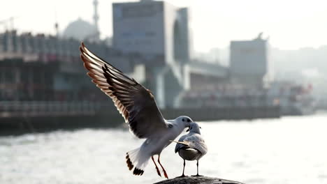 River-in-Istanbul-Turkey,-background-of-a-normal-day-in-the-Turkish-capital-city