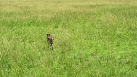 Guepardo-En-Busca-De-Una-Presa-En-La-Sabana-Africana-De-Kenia