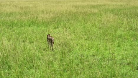 guepardo en busca de una presa en la sabana africana de kenia