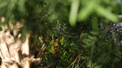 close-up view of various plants and trees