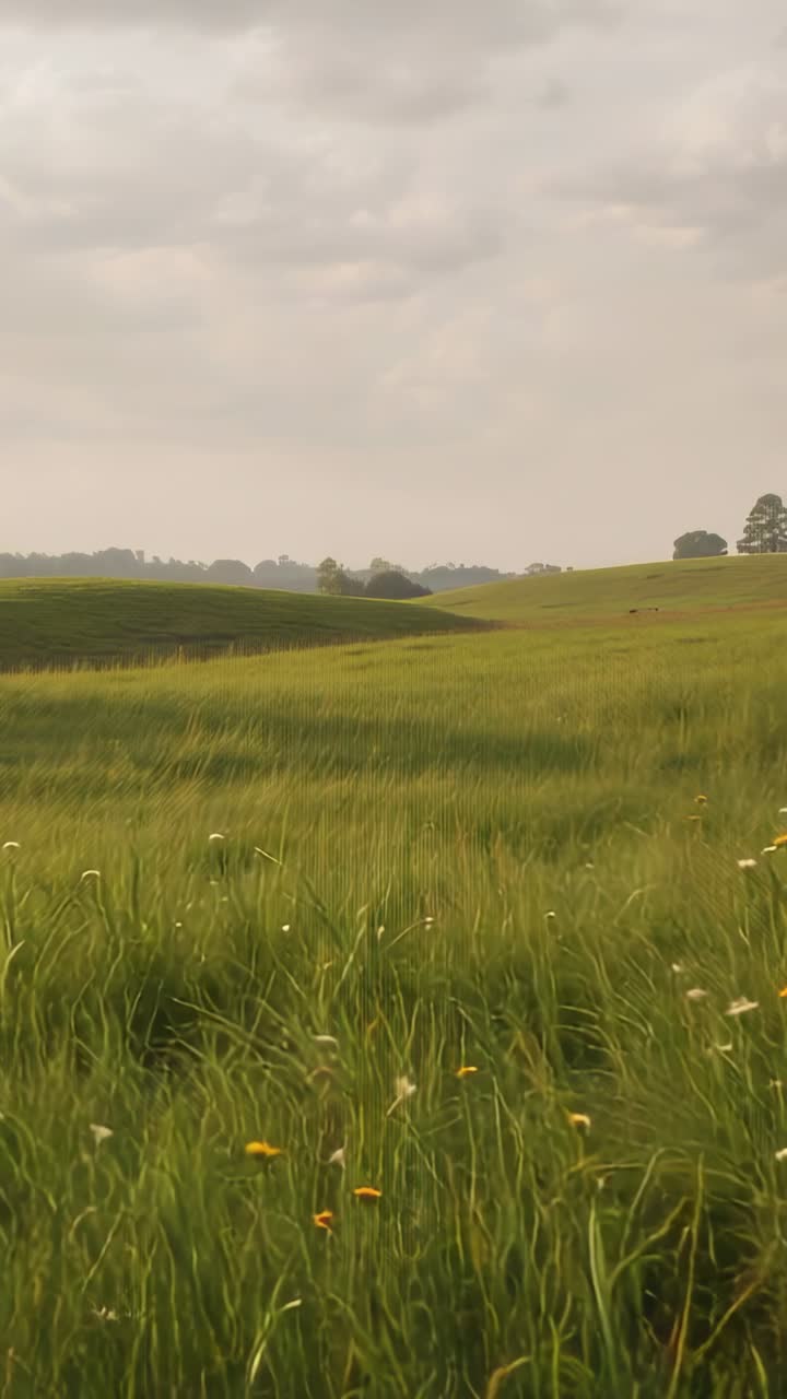 Vídeo vertical: Gramíneas e flores em primeiro plano balançando sob uma brisa leve em um prado aberto, com céu nublado
