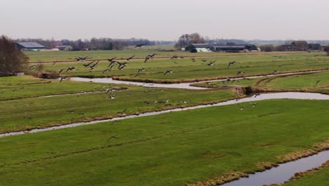 Flock-of-Geese-Flying-Over-Dutch-Polders,-Wetlands,-Lush-Farmland