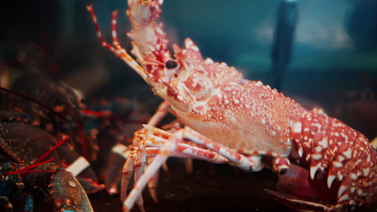 Close up of a red Lobster in an aquarium at a restaurant