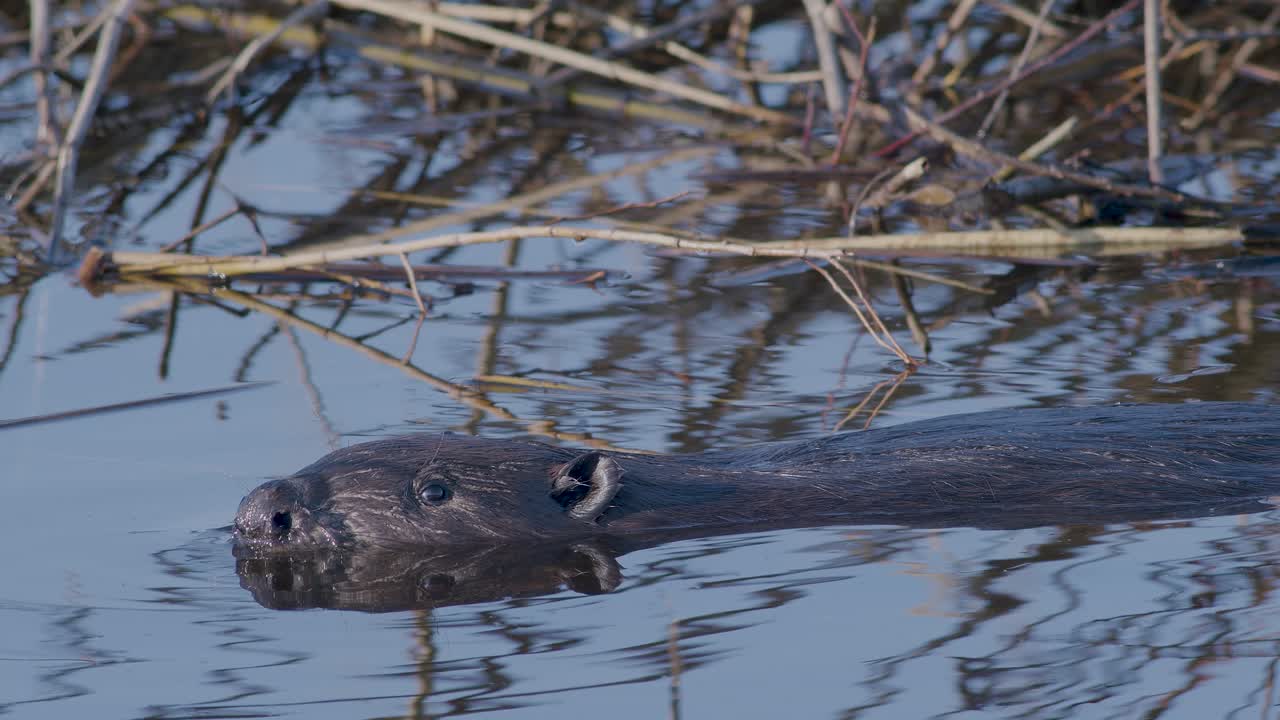 Wild beaver swimming in lake and making splashes