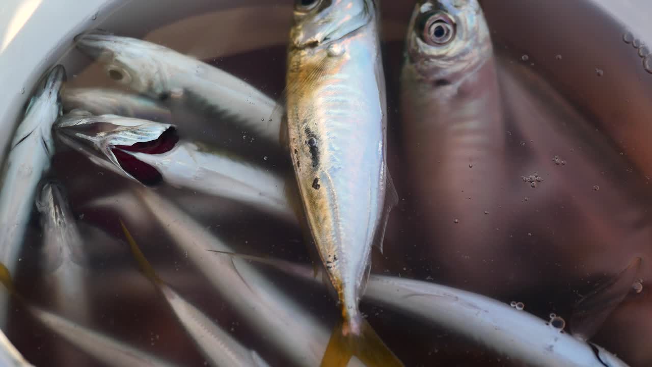 신선하게 잡힌 마크은 버에 넣습니다.