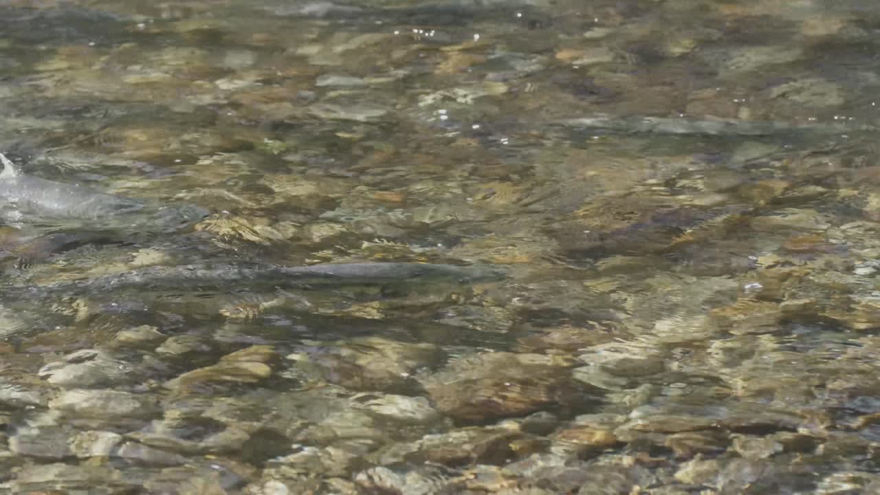 Chum Salmon fighting for spawning grounds a shallow river in the Pacific Northwest in Canada.