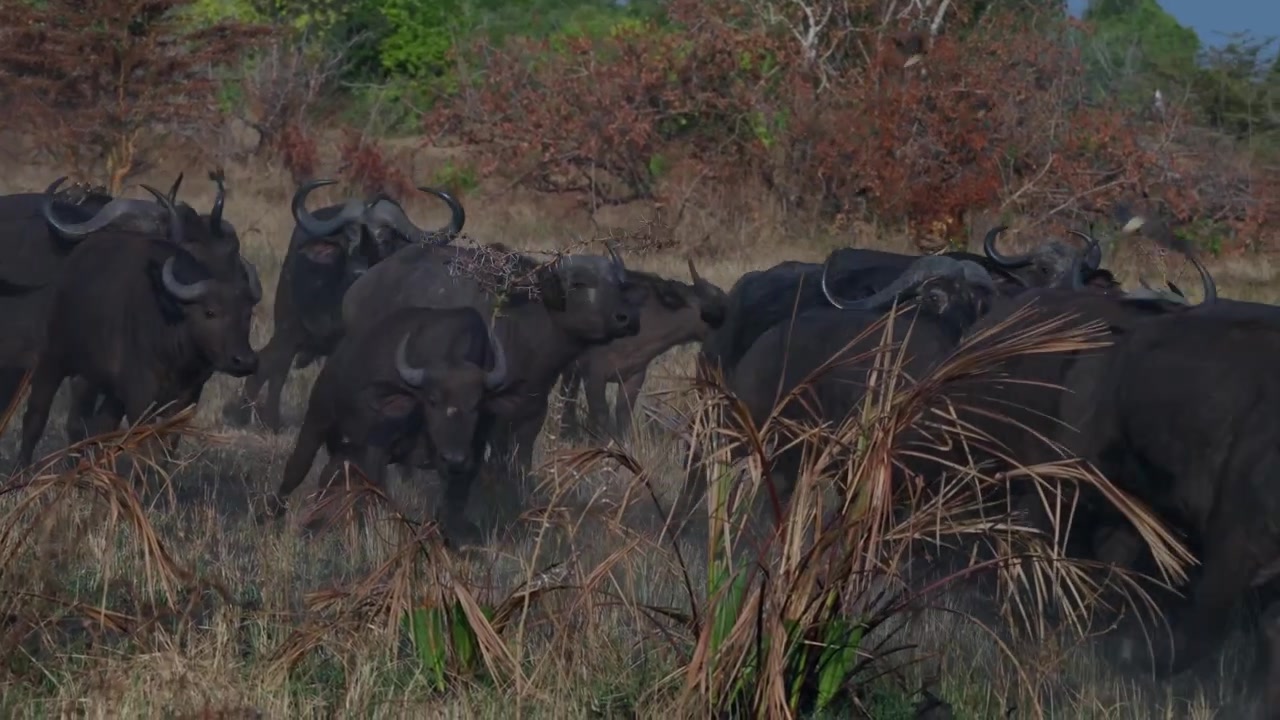 Cape Buffalo (Syncerus caffer) herd stampedes to the right. With lots of Oxpeckers (Buphagus sp.) flying off.