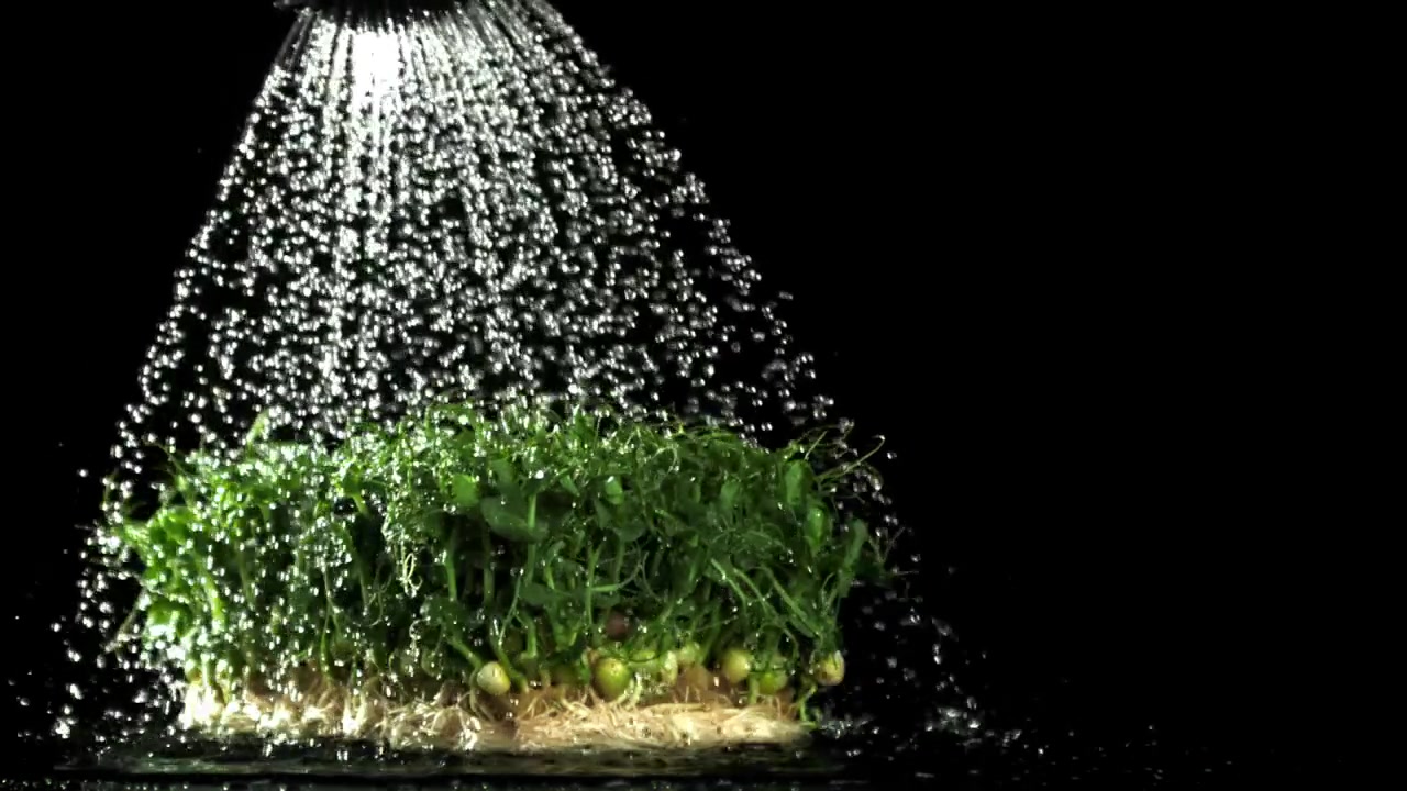 Micro-ortaggi di germogli di piselli verdi freschi irrorati d'acqua