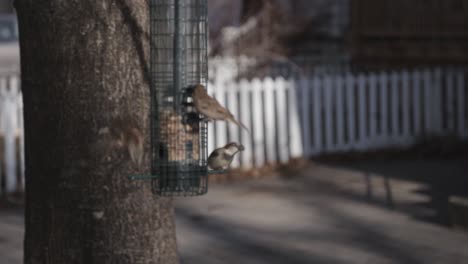hanging bird feeder attracting flock of birds - close up shot